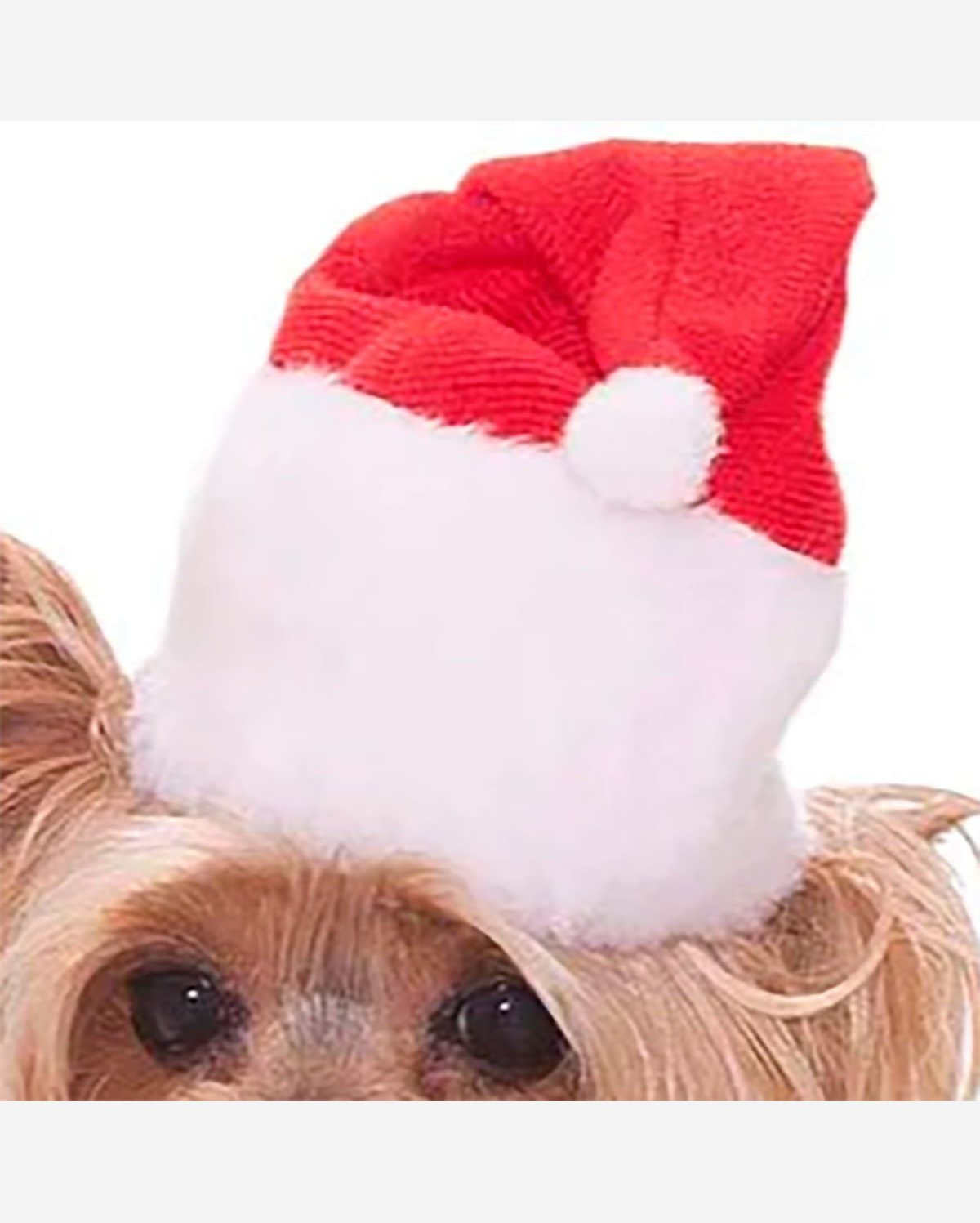 Fantasia de Natal Pet Gorro e Cachecol Papai Noel