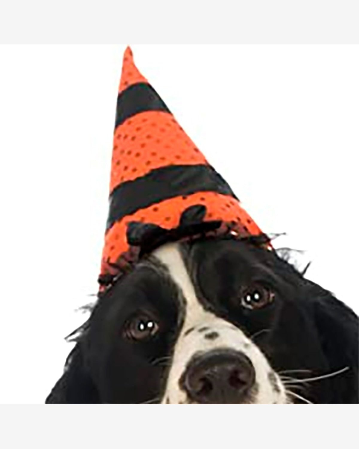 Chapéu De Bruxa Halloween Para Cachorros